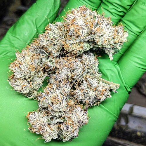 Saint Expeditus Autoflowering Cannabis Seeds by Night Owl Seeds