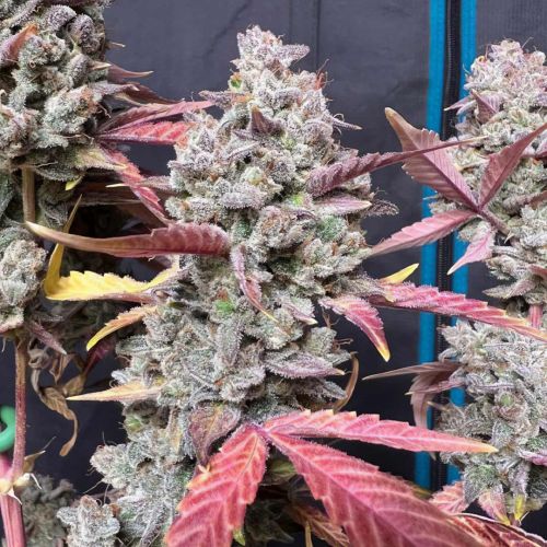 Blue Sprayed Shoes Remix Auto Cannabis Seeds by Night Owl Seeds