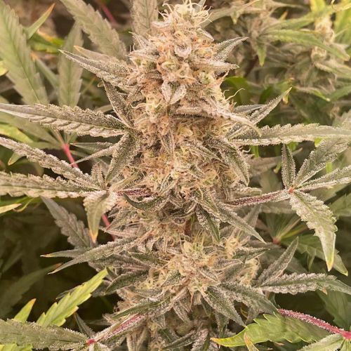 Cookies N Creamix Auto Cannabis Seeds by Night Owl Seeds