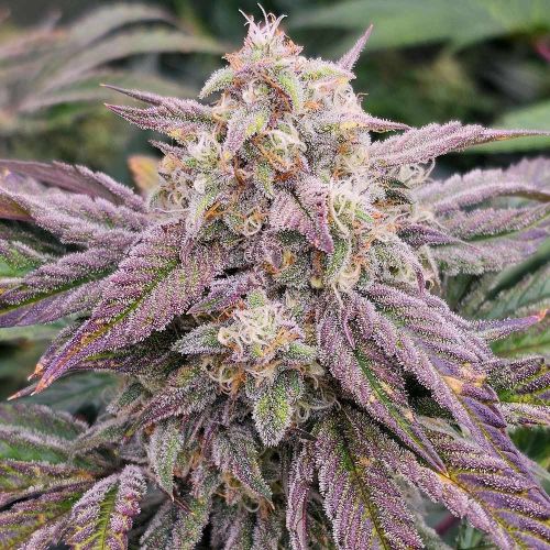 CPT OG Autoflowering Cannabis Seeds by Night Owl Seeds