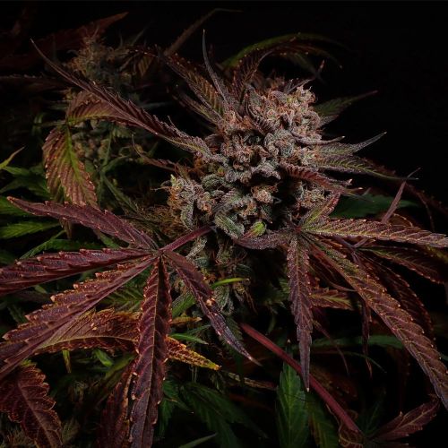 Creme De La Compton F3 Autoflowering Cannabis Seeds by Night Owl Seeds
