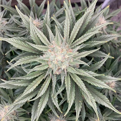 Midnight Marathon Auto Cannabis Seeds by Dark Owl Seeds