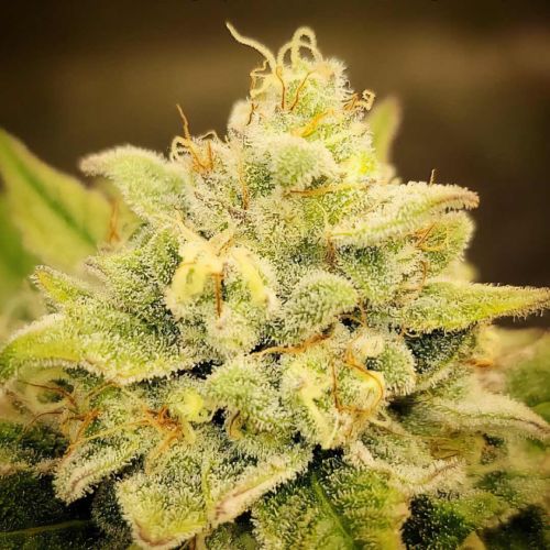 Blue Sprayed Shoes Remix Auto Cannabis Seeds by Night Owl Seeds