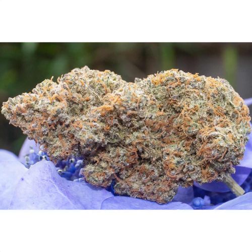 Outlier Z F4 Auto Cannabis Seeds by Night Owl Seeds