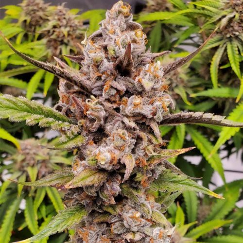 Queens Banner Auto Cannabis Seeds by Night Owl Seeds
