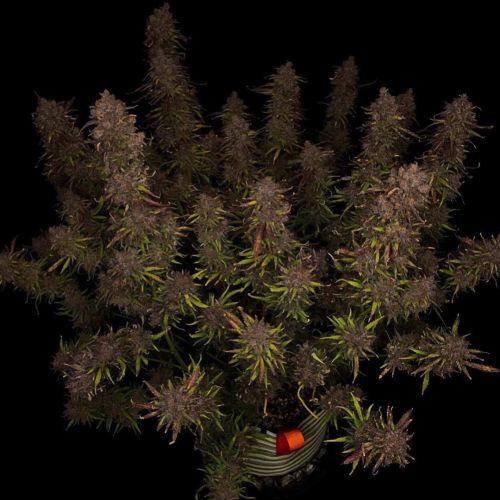 Mango Isle F2 Auto Cannabis Seeds by Night Owl Seeds