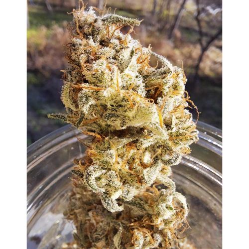 Popesicle Auto Cannabis Seeds by Night Owl Seeds