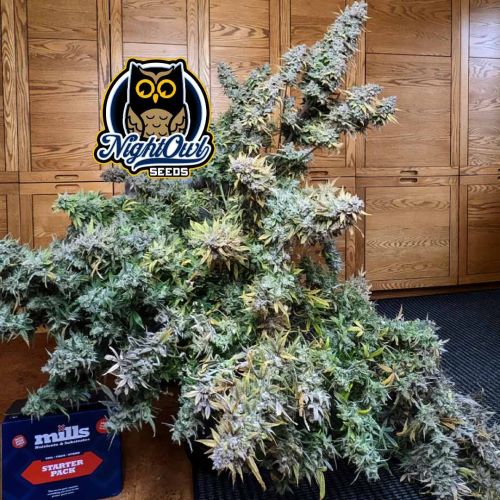 Popesicle Auto Cannabis Seeds by Night Owl Seeds