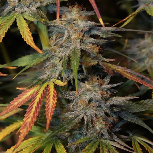 Tropical Wiz V.2 Auto Cannabis Seeds by Night Owl Seeds