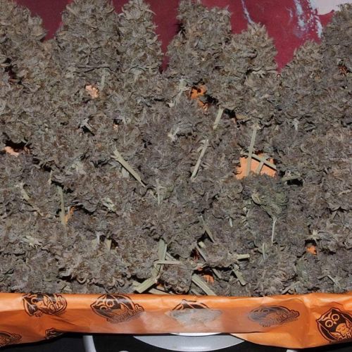 Dessert Isle Auto Cannabis Seeds by Night Owl Seeds