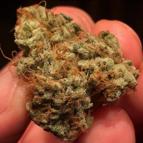 Outlier C Auto Cannabis Seeds by Night Owl Seeds