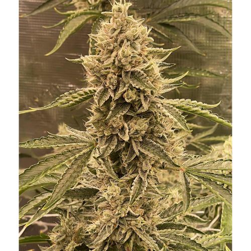 Pre 98 Episode 1 F4 Auto Cannabis Seeds by Night Owl Seeds