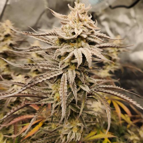 Queens Banner Auto Cannabis Seeds by Night Owl Seeds
