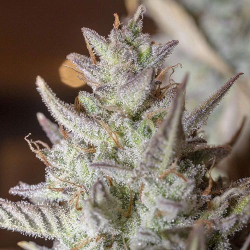 Scoopski F2 Autoflowering Cannabis Seeds by Night Owl Seeds