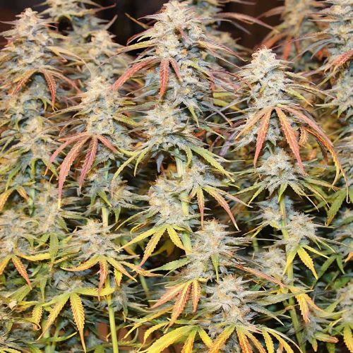 Tropical Wiz V.2 Auto Cannabis Seeds by Night Owl Seeds