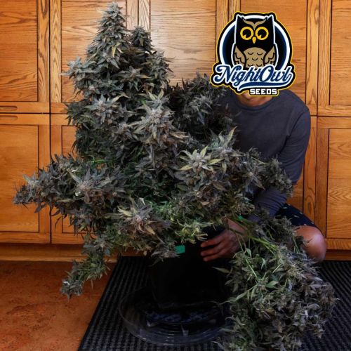 Vacation Bubba Auto Cannabis Seeds by Night Owl Seeds 