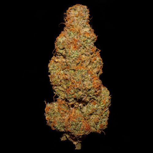 Zamango Auto Cannabis Seeds by Night Owl Seeds