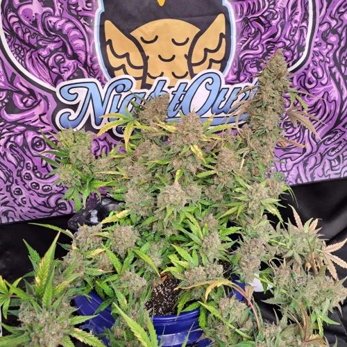 Strawberry Popesicle Autoflowering Cannabis Seeds by Night Owl Seeds