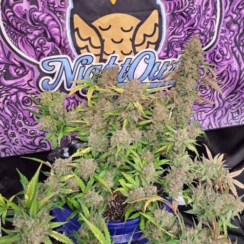 Strawberry Popesicle Autoflowering Cannabis Seeds by Night Owl Seeds