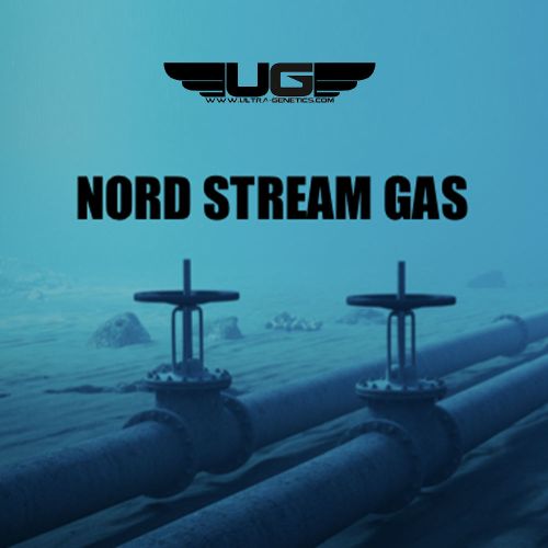 Nord Stream Gas Regular Cannabis Seeds Ultra Genetics