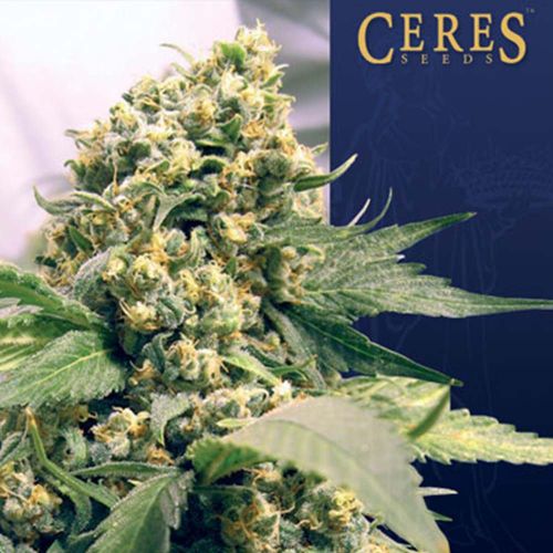 Northern Lights x Skunk #1 Female Marijuana Seeds