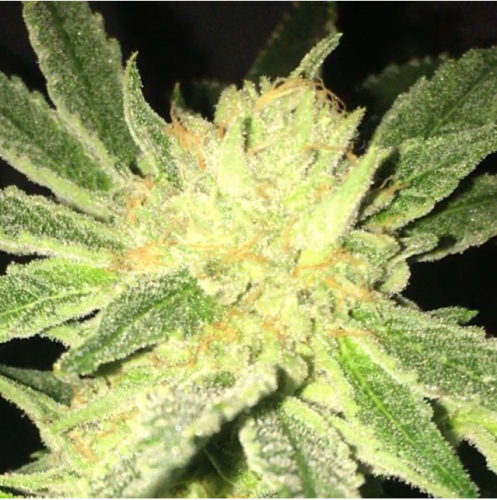 ODV-Z Regular Cannabis Seeds By Dankhunters Seeds.Co