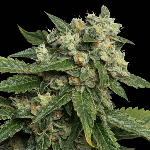 OG #18 Female Weed Seeds by Reserva Privada