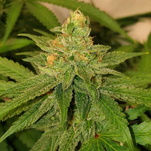Original Cheese Regular Cannabis Seeds by The Original Big Buddha Family Farms 