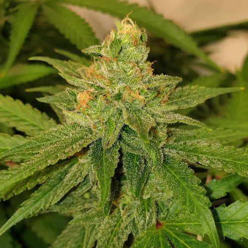 Original Cheese Female Weed Seeds by The Original Big Buddha Family Farms 