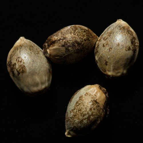 OG Kush Female Cannabis Seeds by Reserva Privada