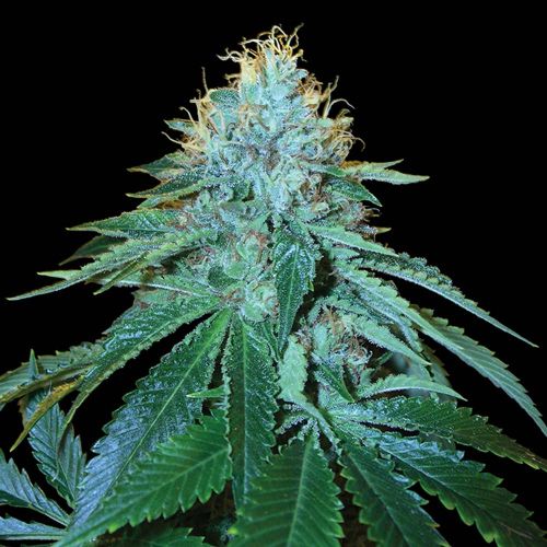 OG #18 Female Weed Seeds by Reserva Privada