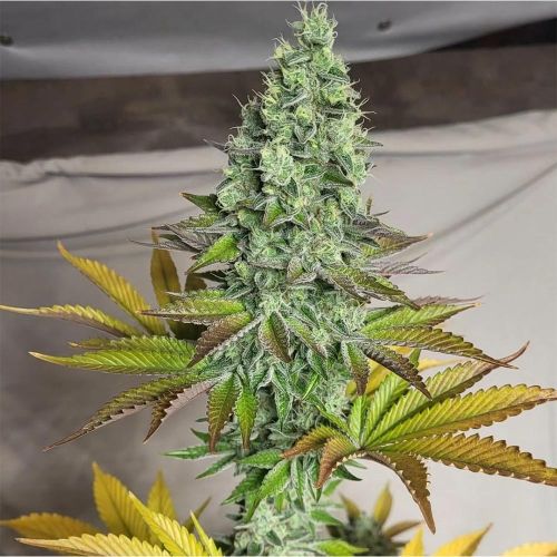Garlic Kosher Feminized Cannabis Seeds by Old School Genetics