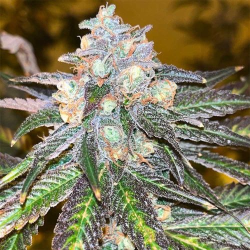 RS11 Kosher Feminized Cannabis Seeds by Old School Genetics