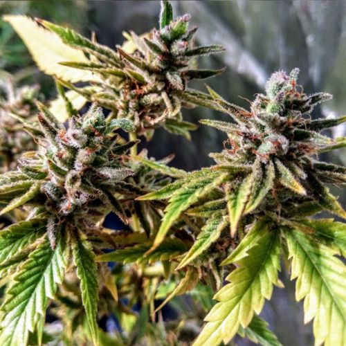 Orange Jelly Sunset Female Cannabis Seeds by Holy Smoke Seeds - Discontinued