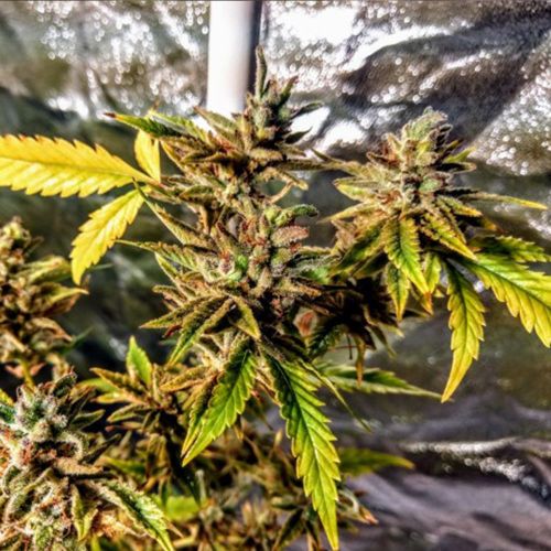 Orange Jelly Sunset Female Cannabis Seeds by Holy Smoke Seeds - Discontinued