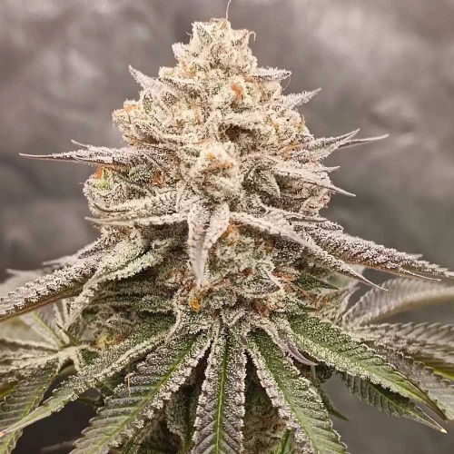 Orange Runtz Cake 2.0 Feminized Cannabis Seeds Conscious Genetics