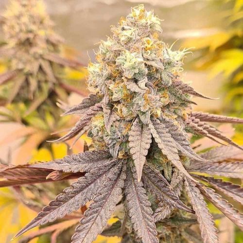 Orange Runtz Cake Female Weed Seeds by Conscious Genetics 