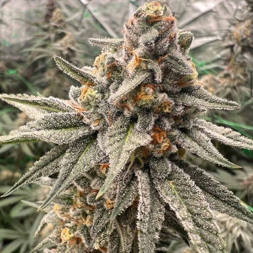 Orange Runtz Cake Female Weed Seeds by Conscious Genetics 