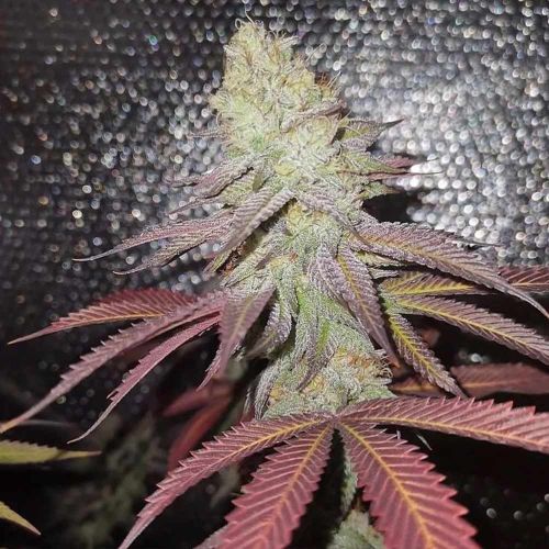 Orange Runtz Cake Female Weed Seeds by Conscious Genetics 