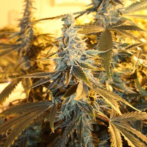 Orange Blossom Fizz Regular Cannabis Seeds by Dark Horse Genetics 