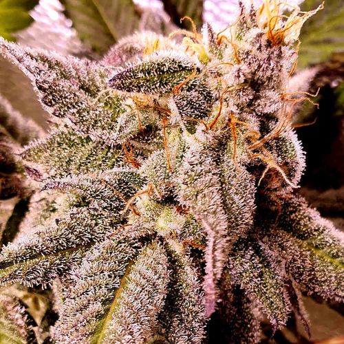 Oreo Pancakes Feminised Cannabis Seeds by Holy Smoke Seeds