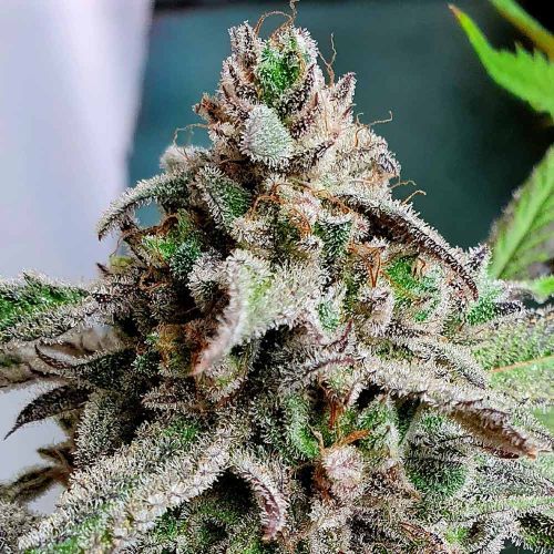 Oreo Pancakes Feminised Cannabis Seeds by Holy Smoke Seeds