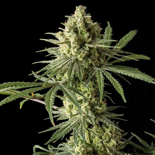 Original Blue Cheese Female Cannabis Seeds - Big Buddha Family Farms 