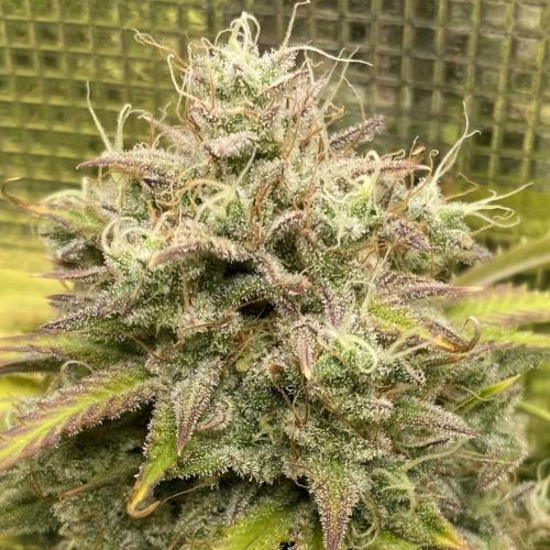 Outlier V Autoflowering Cannabis Seeds by Night Owl Seeds