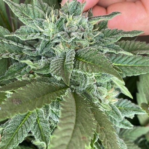 Beauty Punch Feminized Cannabis Seeds by The Cali Connection