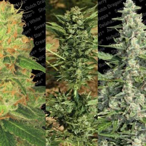  Auto Collection Pack 2 by Paradise Seeds