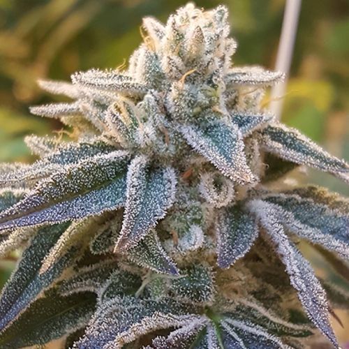 Pamelina Regular Cannabis Seeds by Rare Dankness