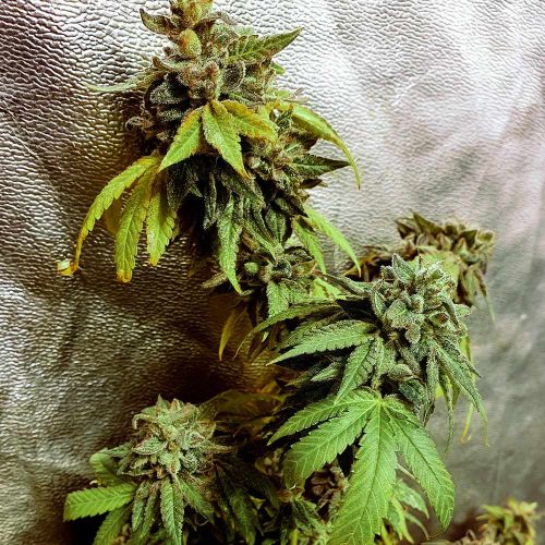 Pancakes N Ice-Cream Weed Seeds by Holy Smoke Seeds 