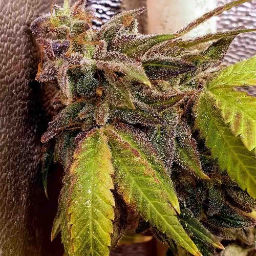 Pancakes N Ice-Cream Female Cannabis Seeds by Holy Smoke Seeds 