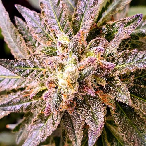 Pancakes S1 Female Weed Seeds by Holy Smoke Seeds